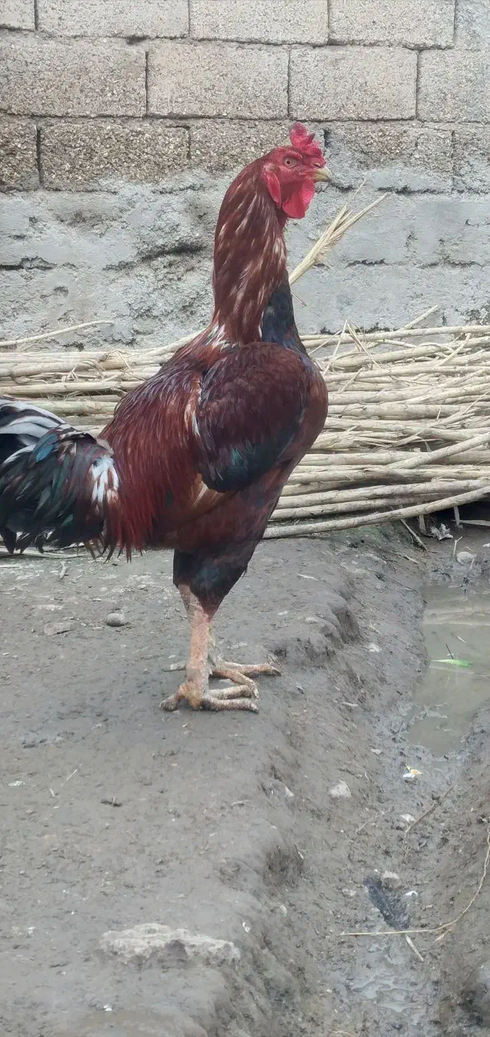 خروس لاری|حیوانات مزرعه|تاتار علیا, |دیوار