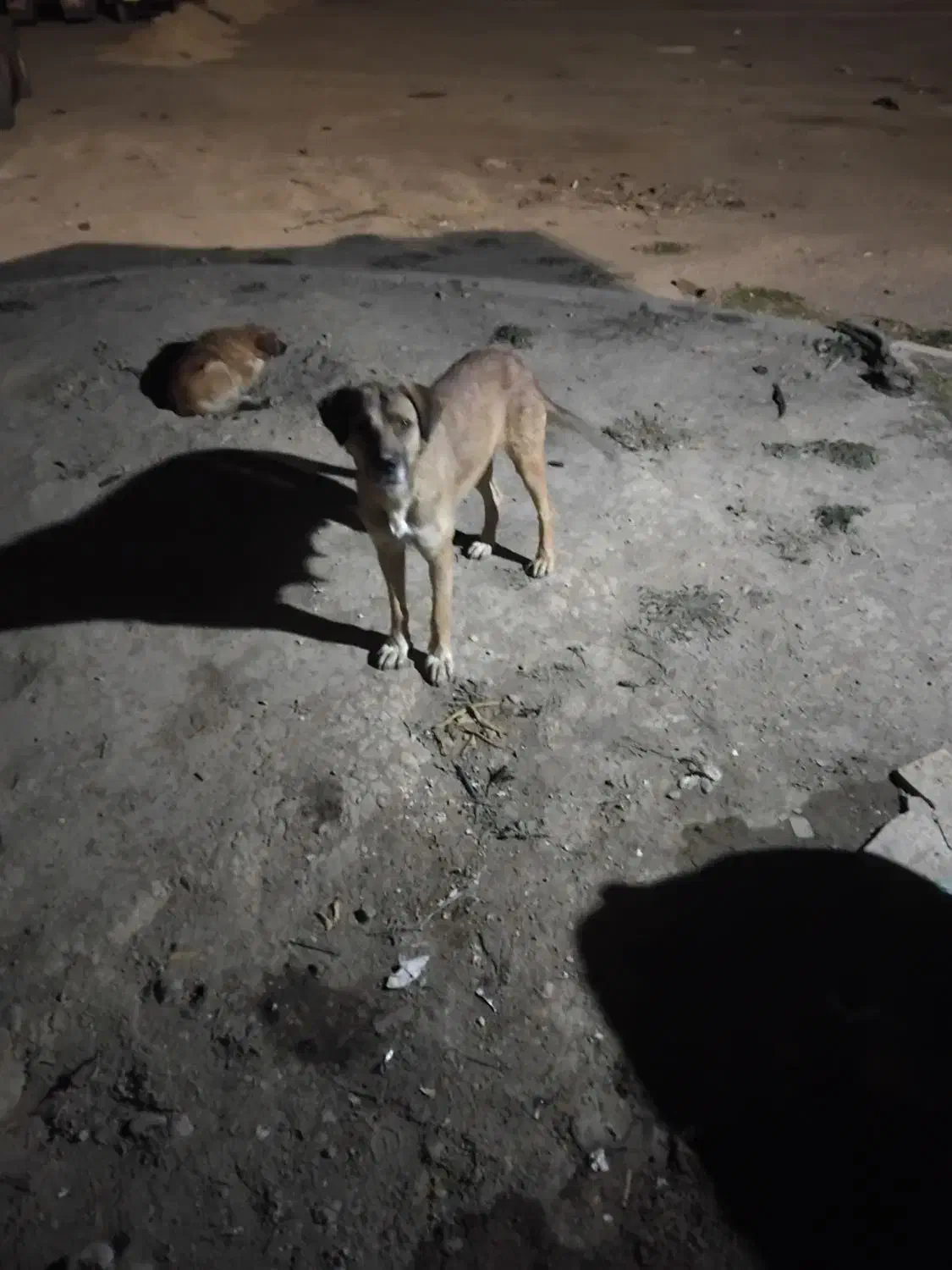 سگ سرابی|سگ|کوراییم, |دیوار