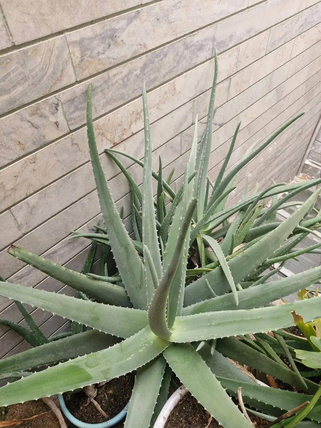 گل و گیاه|گل و گیاه طبیعی|بروجرد, |دیوار