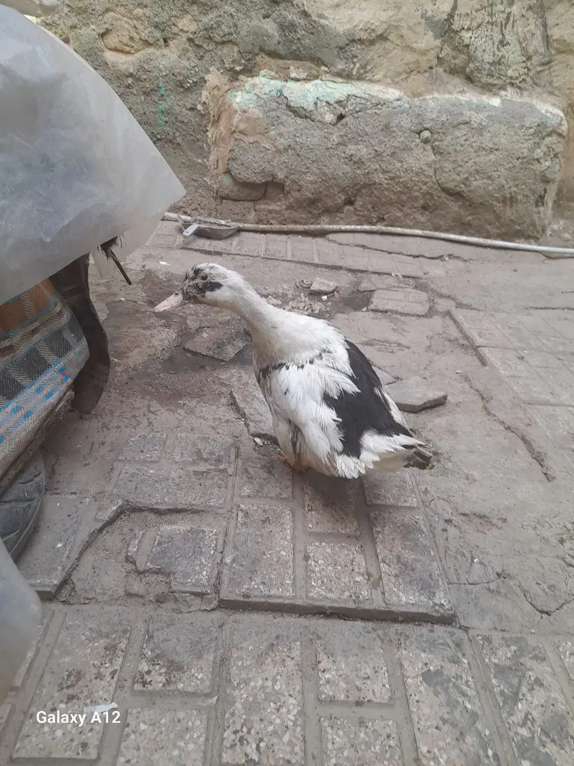 غاز|حیوانات مزرعه|مشهد, بهمن|دیوار