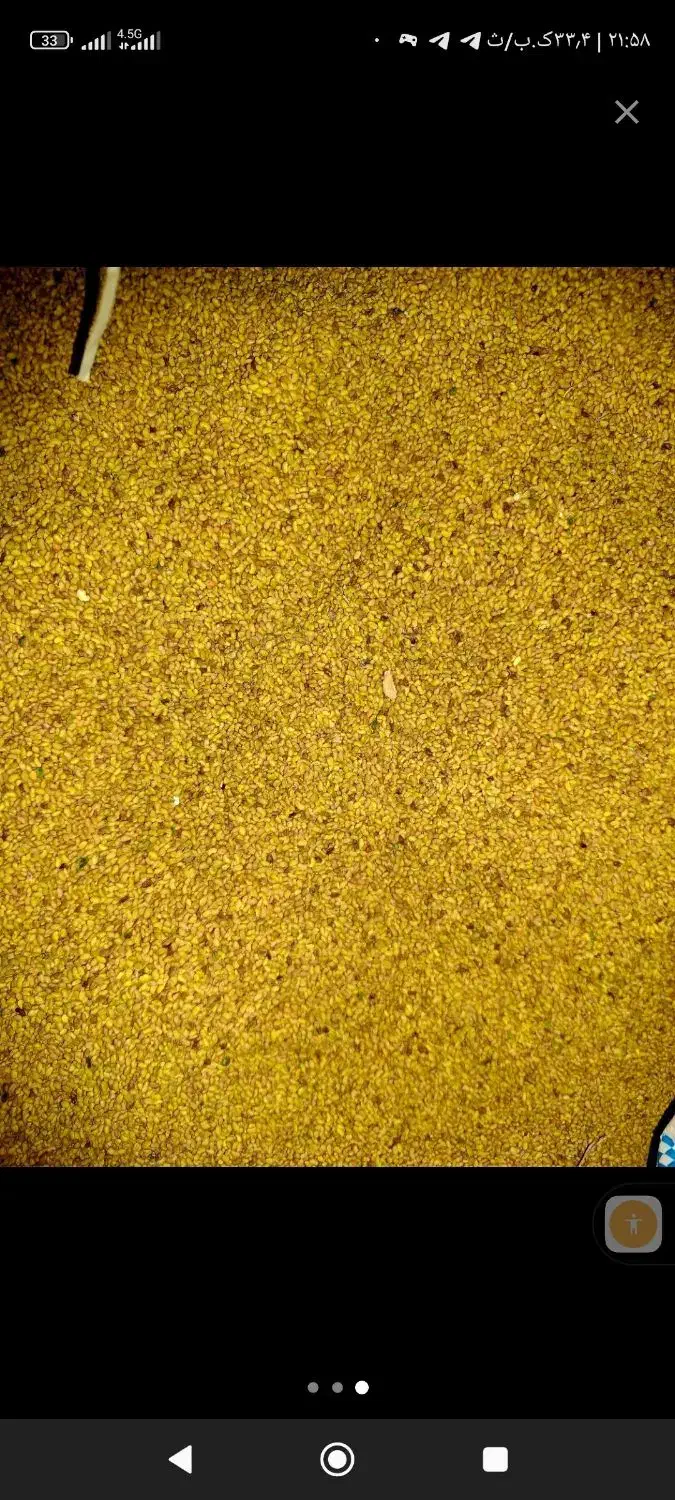 ممتاز بذر یونجه پایه بلند.و بذر گندم|خدمات باغبانی و درختکاری|اندیمشک, |دیوار