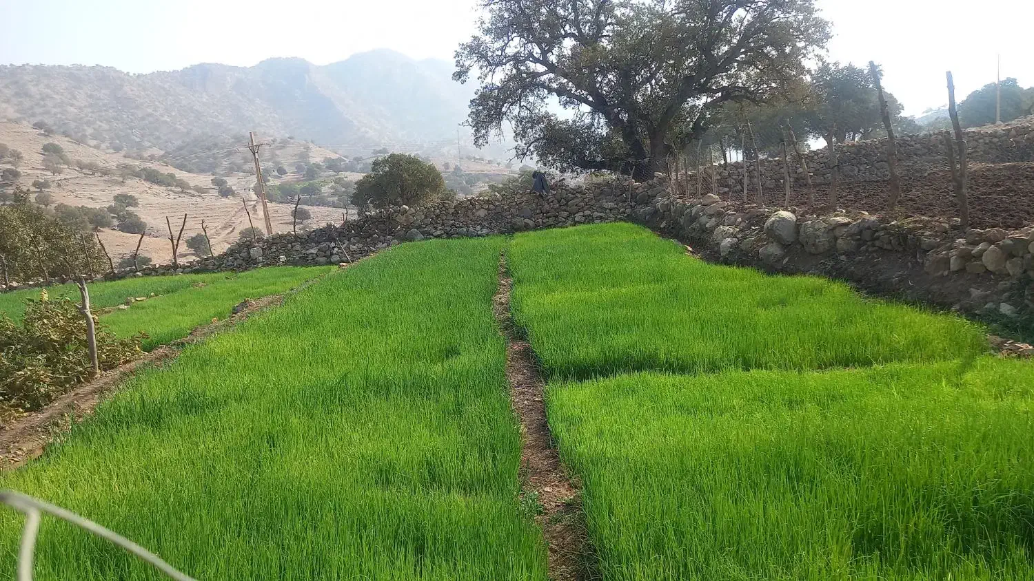 فروش تیم پیاز|خوردنی و آشامیدنی|چاروسا, |دیوار