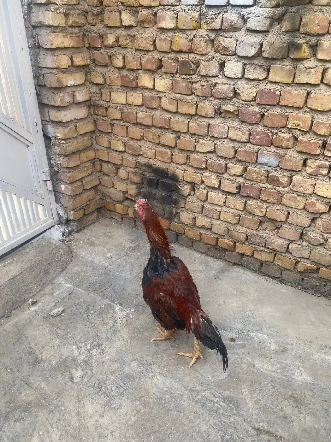 خروس لاری|حیوانات مزرعه|تاکستان, |دیوار