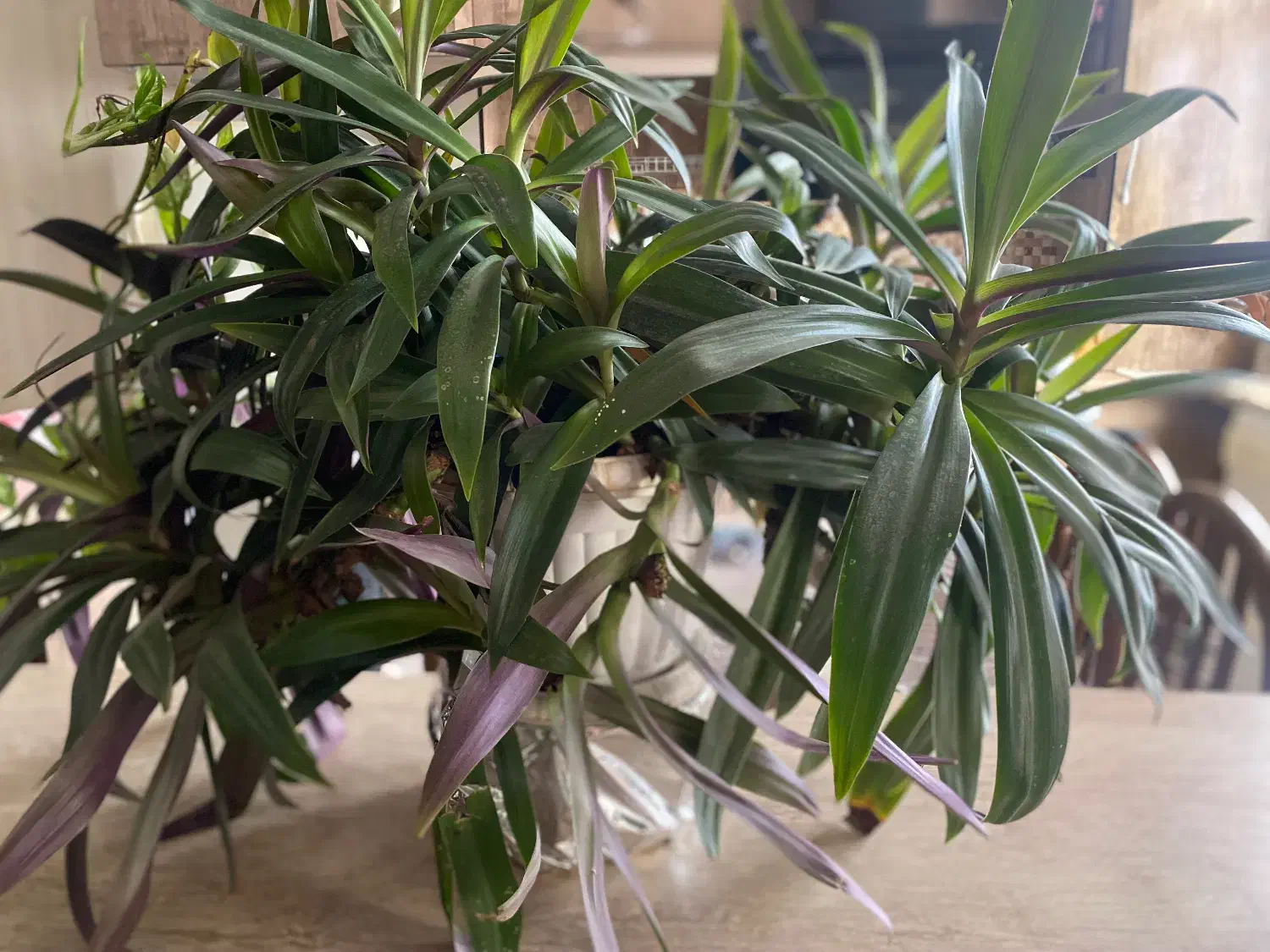 گل طبیعی|گل و گیاه طبیعی|ارومیه, |دیوار