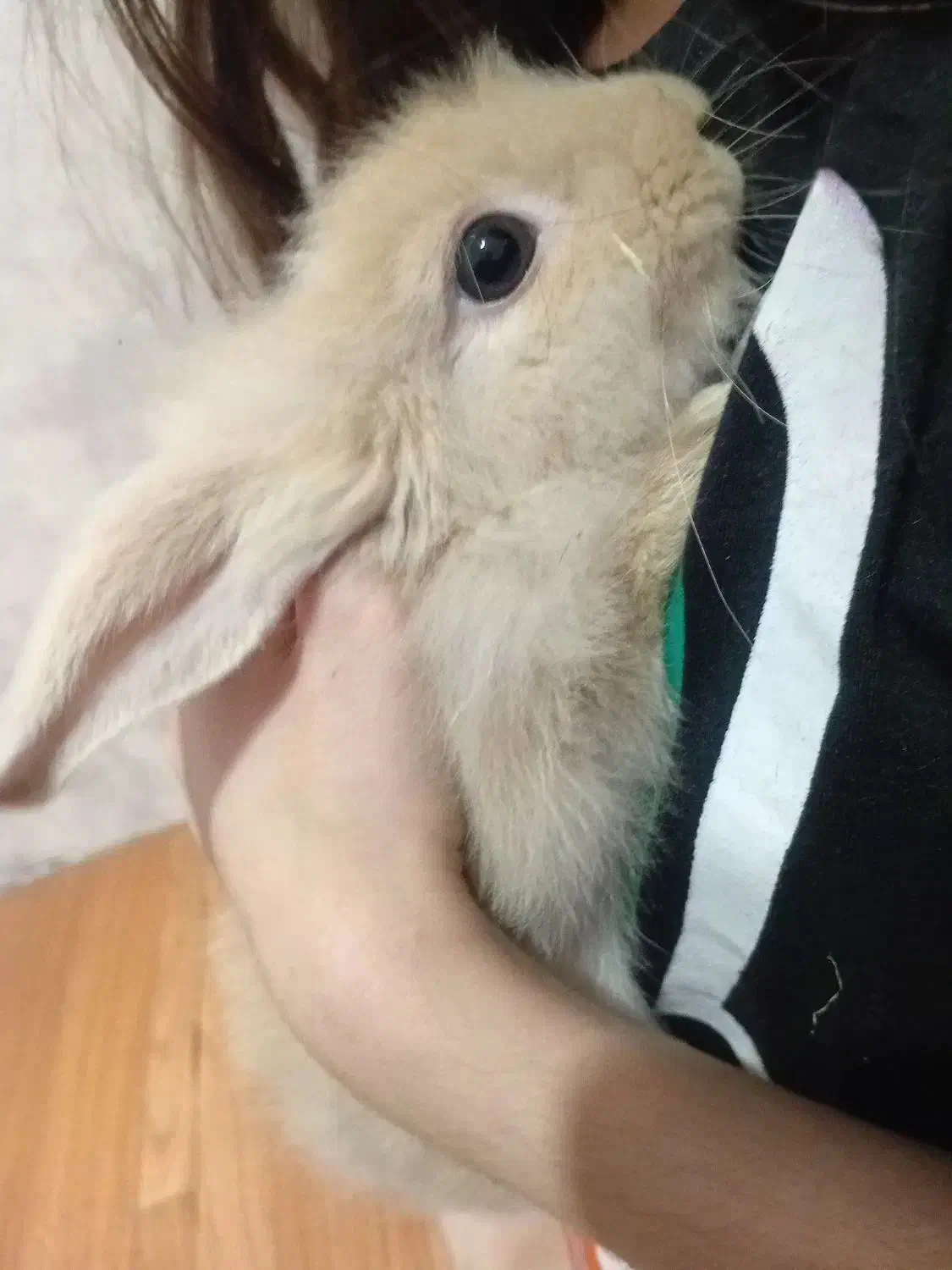 خرگوش نیمه لوپ|موش و خرگوش|قائمشهر, |دیوار