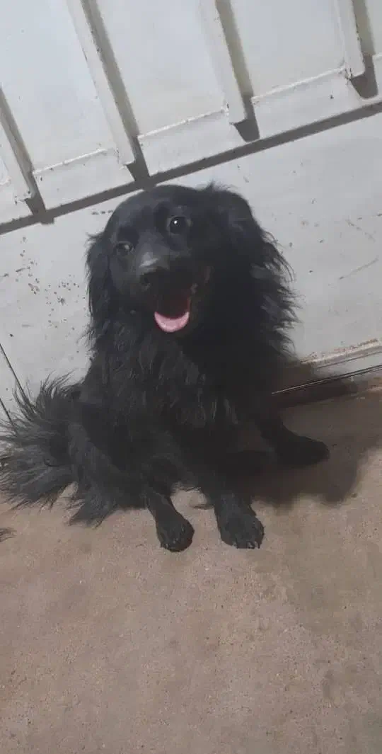 گمشده|حیوانات|مسجد سلیمان, |دیوار