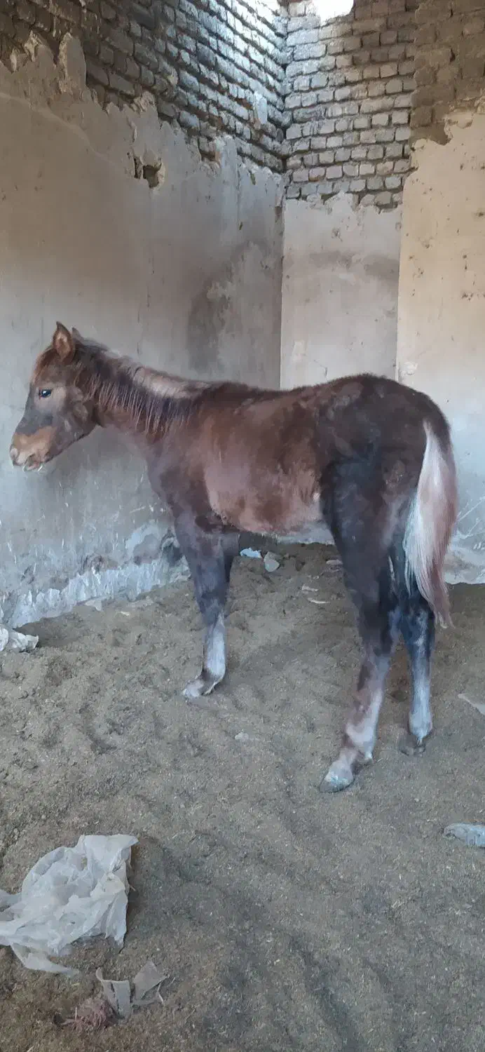 کره اسب|اسب و تجهیزات اسب‌سواری|قوچان, |دیوار