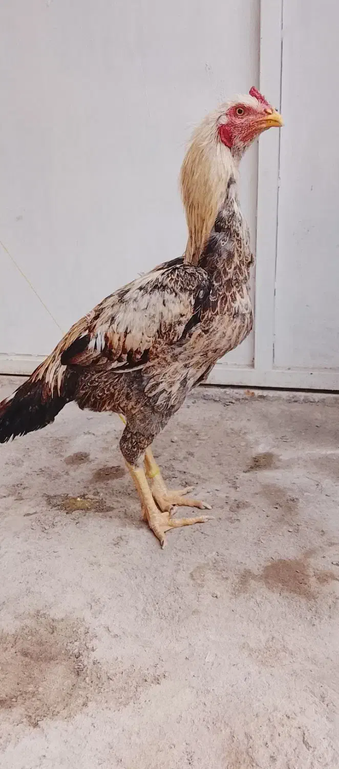 مرغ و خروس لاری گم شده|حیوانات|زابل, |دیوار