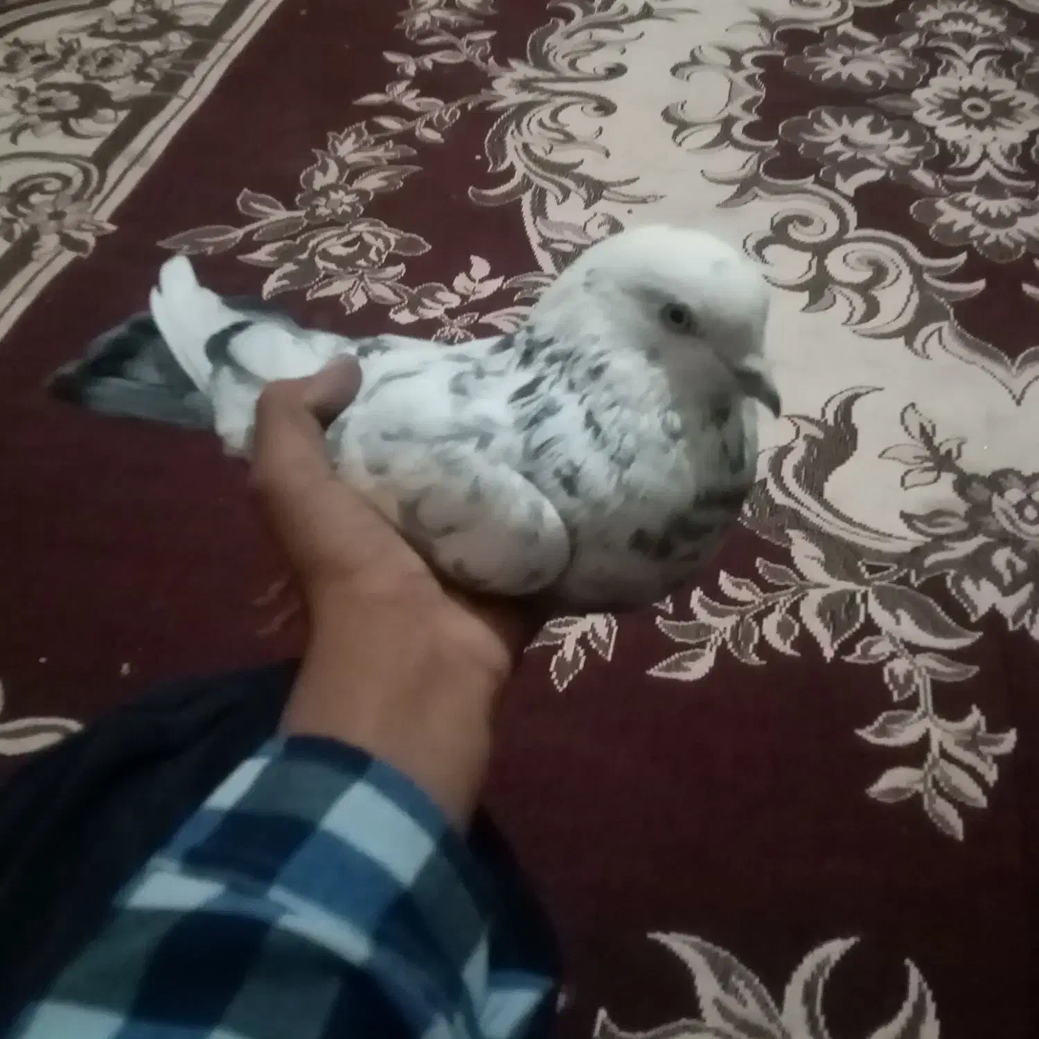 فروش کفتر|پرنده|نگین کویر, |دیوار