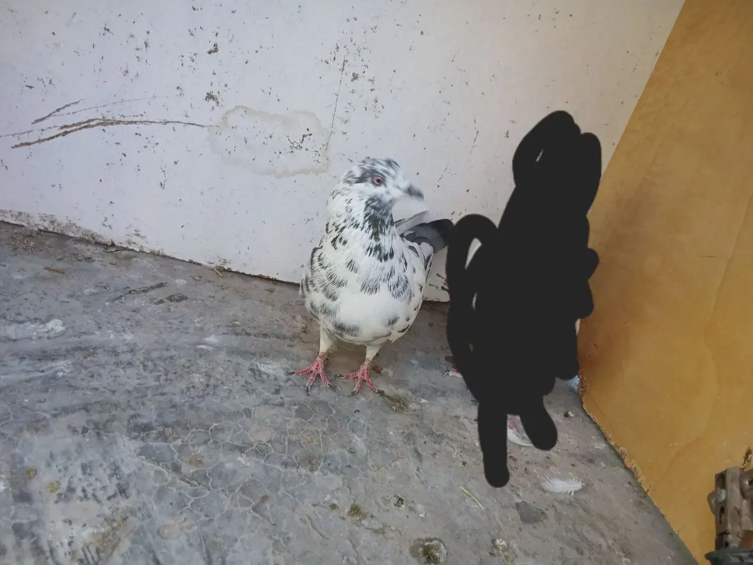 کفتر پرشی|پرنده|آران و بیدگل, |دیوار