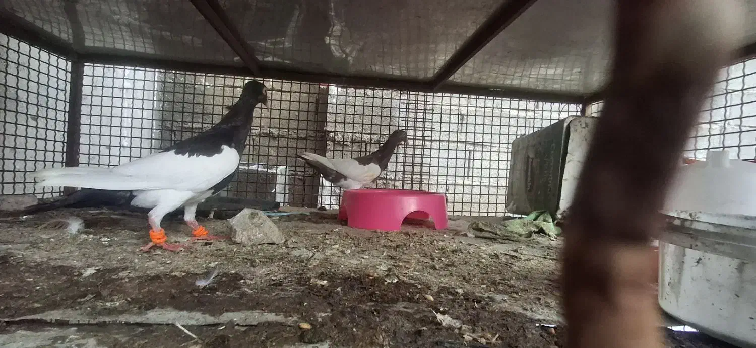 گمشده کبوتر|حیوانات|مهر, |دیوار