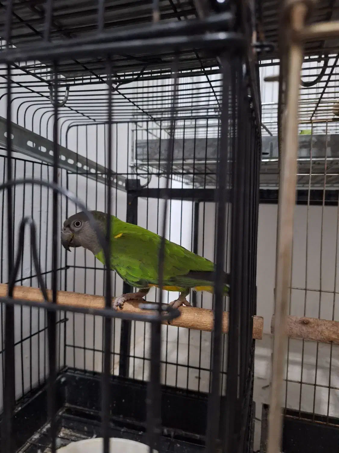 طوطی سنگال|پرنده|اندیمشک, |دیوار