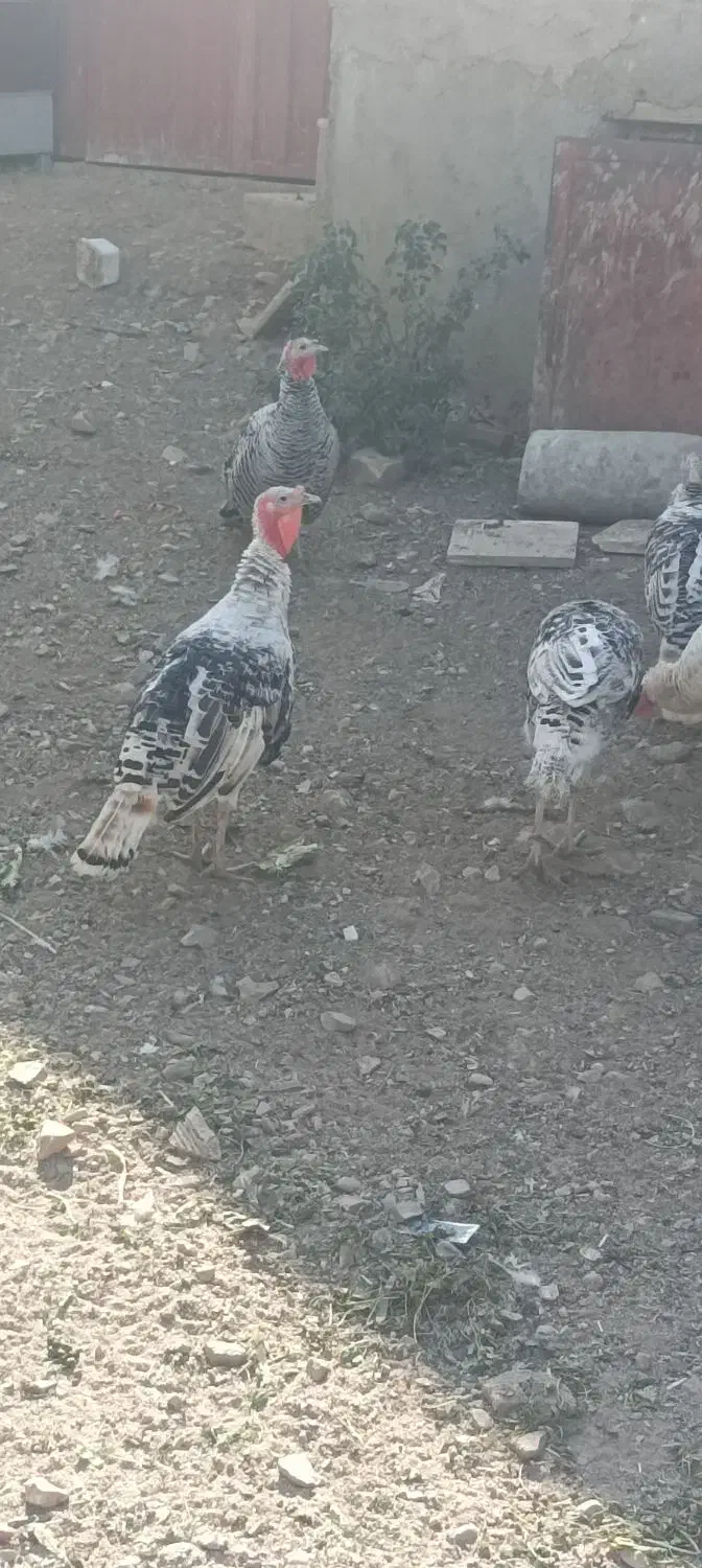 بوقلمون محلی|حیوانات مزرعه|بروجرد, |دیوار