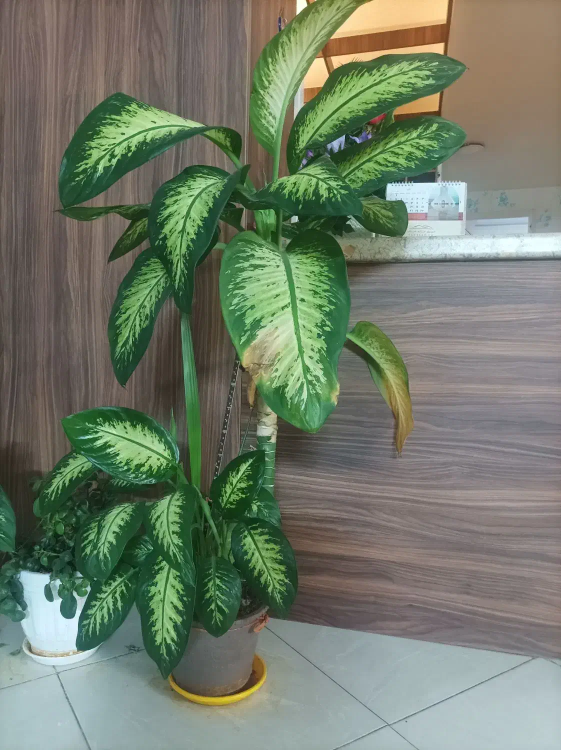 گل آپارتمانی|گل و گیاه طبیعی|قدس, شهرقدس|دیوار