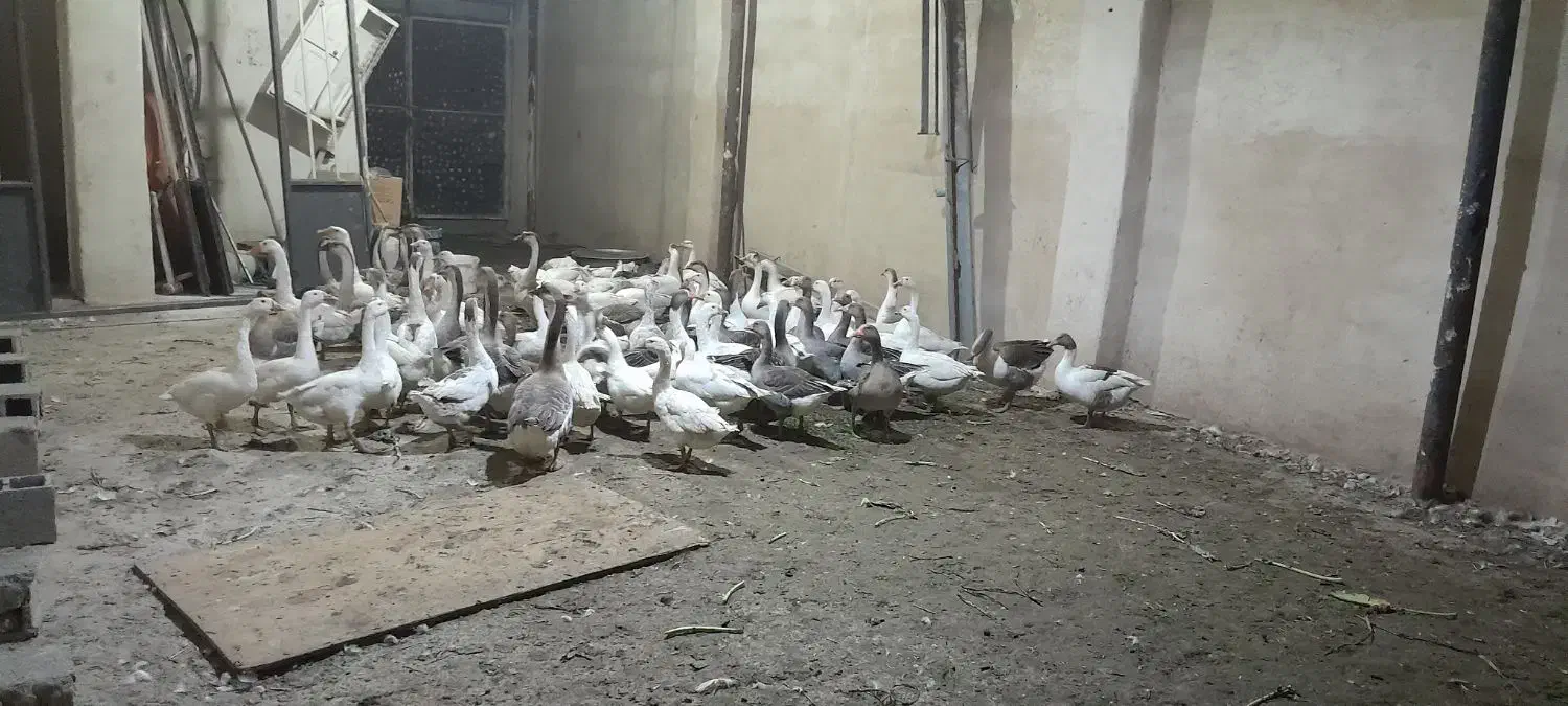 فروش غاز های نر و ماده|حیوانات مزرعه|صباشهر, |دیوار