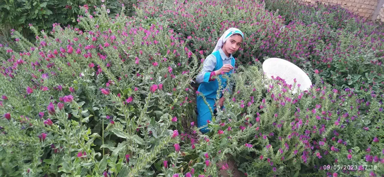 فروش گاوزبان اعلا دوم سفید|خوردنی و آشامیدنی|بختگان, |دیوار