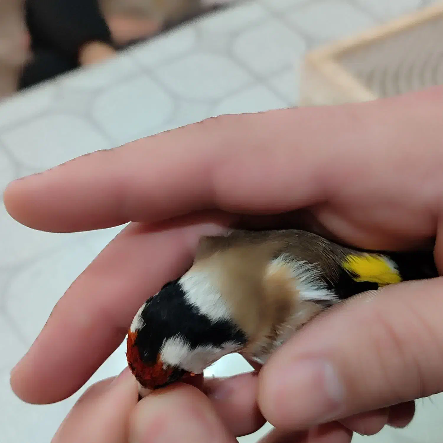 سهره کرواتی سیاه|پرنده|پارسآباد, |دیوار