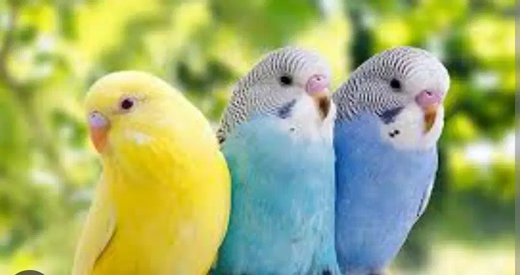 مرغ عشق دستی وتخم گذار|پرنده|بردسکن, |دیوار