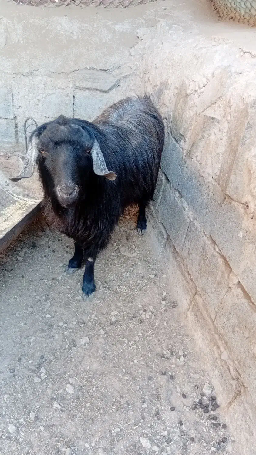 گوسفند فروشی نر|حیوانات مزرعه|درمیان, |دیوار