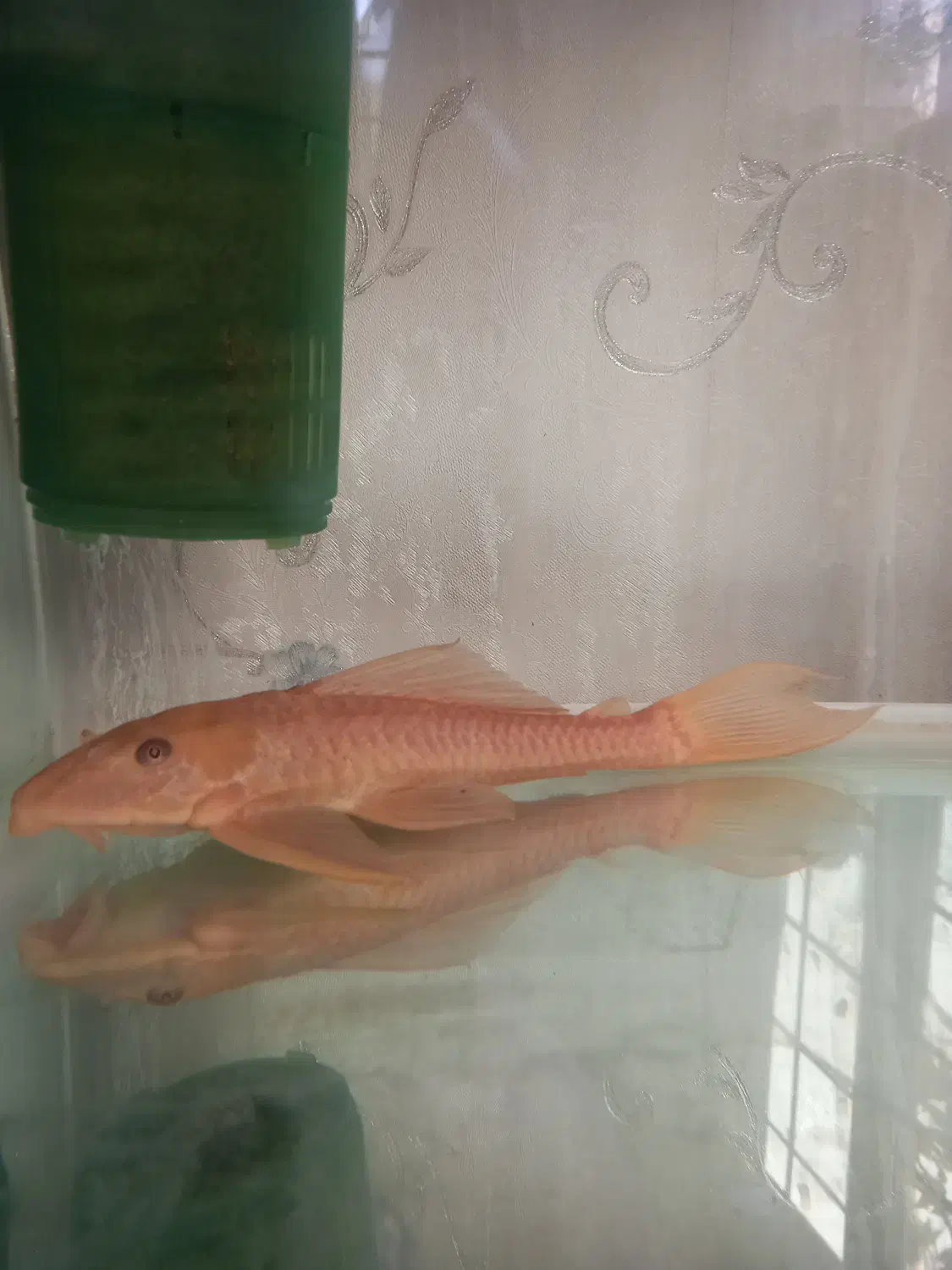 لجنخوار|ماهی|اهر, |دیوار