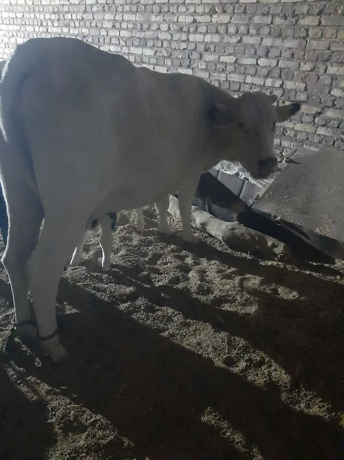 سلام گاو زایده با گو ساله نر (زه اول)|حیوانات مزرعه|نیمروز, |دیوار