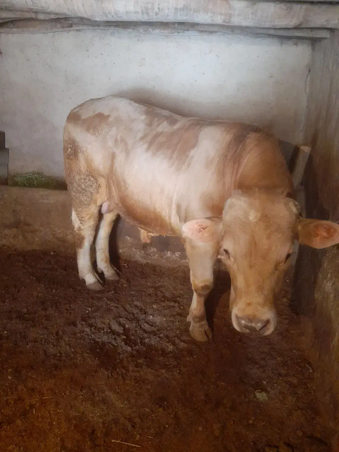 گوساله نر|حیوانات مزرعه|سجاس رود, |دیوار