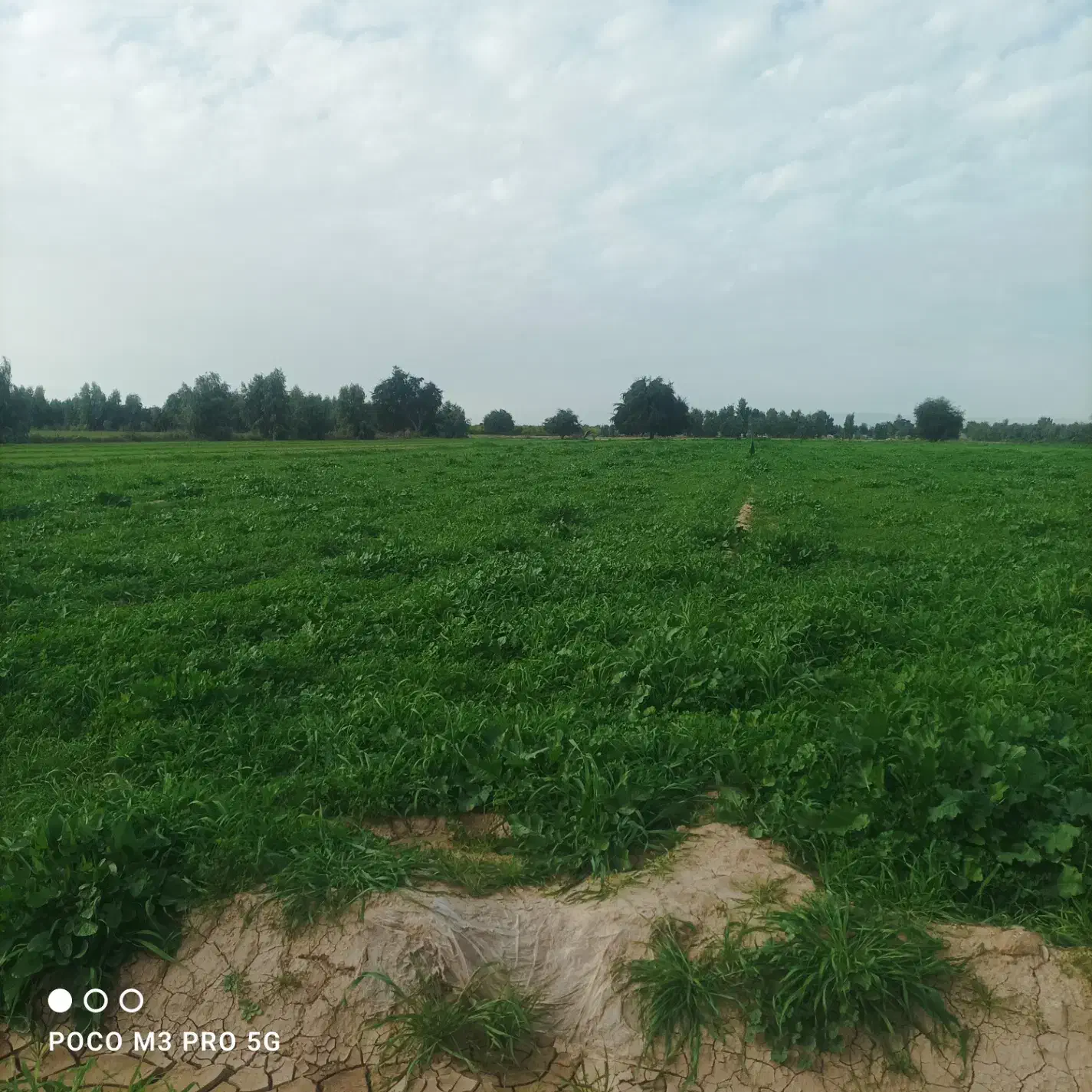 یونجه علف چین اول|فروش دفتر صنعتی، کشاورزی، تجاری|گتوند, |دیوار