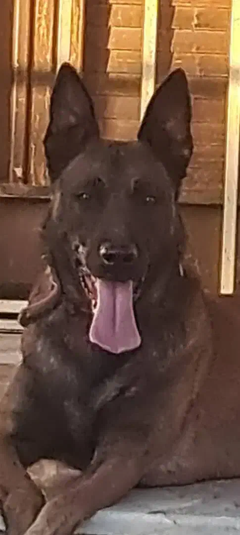 سگ مالینیوز حرفه ای|سگ|قائمشهر, |دیوار