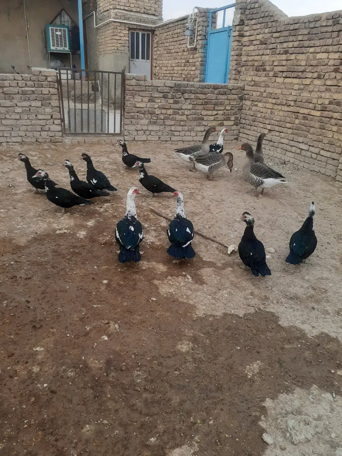 فروش غازواردک شمالی|حیوانات مزرعه|کنگاور, |دیوار