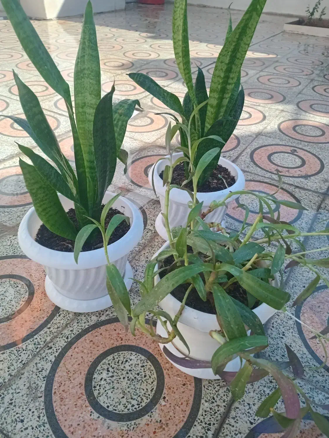 گلهای طبیعی|گل و گیاه طبیعی|دهلران, |دیوار