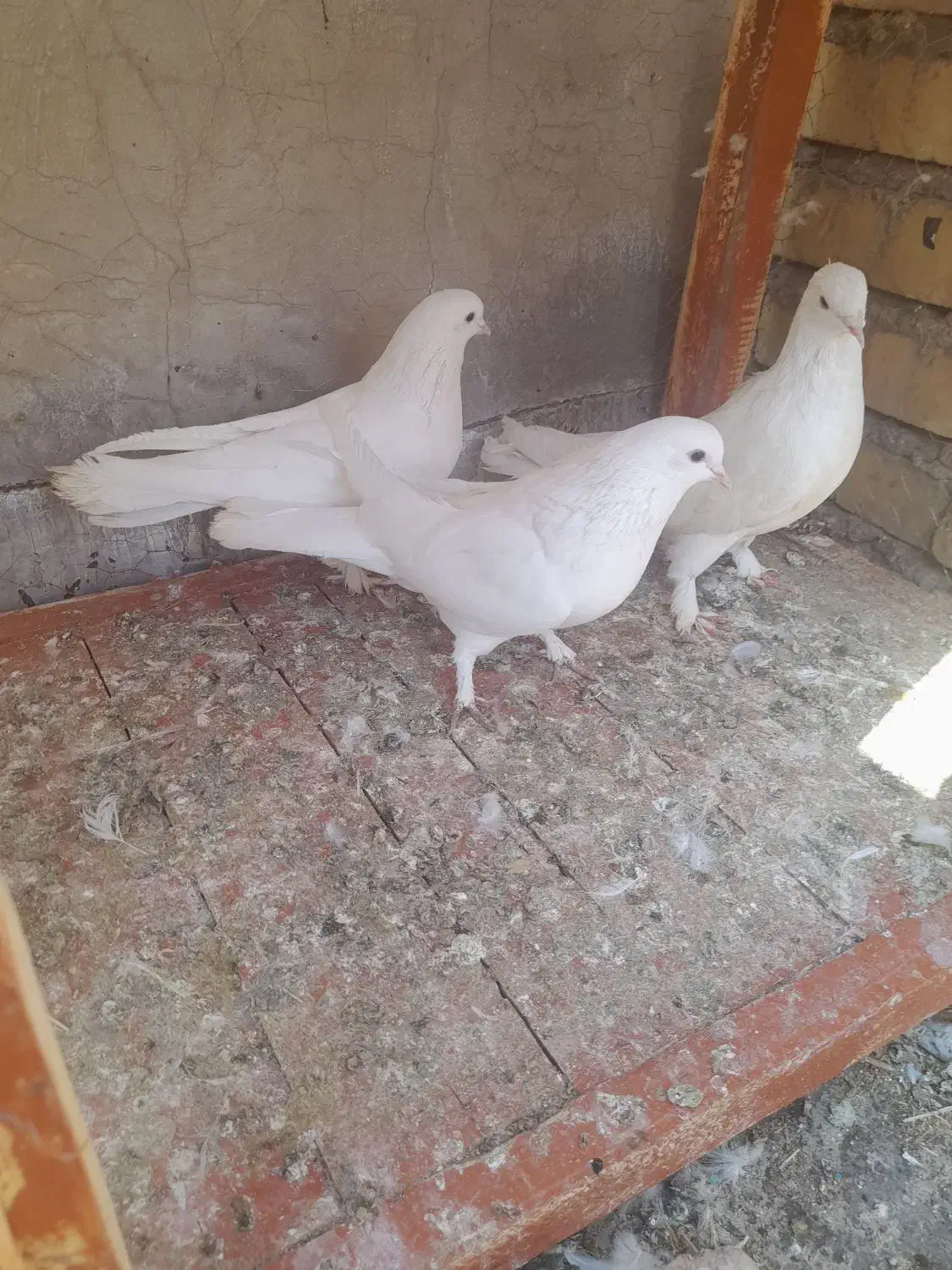 کبوتر  سفید پر|پرنده|شهرکرد, |دیوار