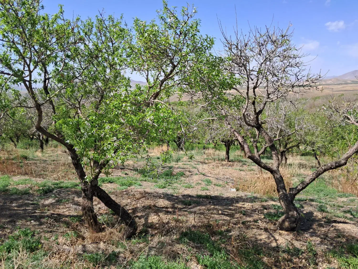 باغ بادام مامائی|فروش دفتر صنعتی، کشاورزی، تجاری|زاینده رود, |دیوار