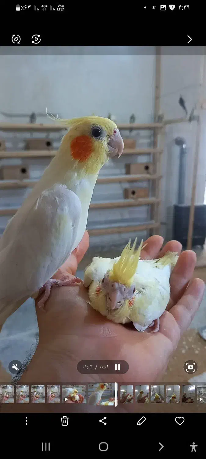 عروس مولد ۱۰۰ درصد گله ای|پرنده|چمستان, |دیوار