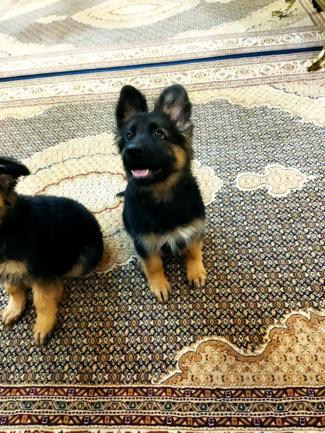 واگذاری .توله ژرمن ماده اصل وشجره دار|سگ|سلماس, |دیوار