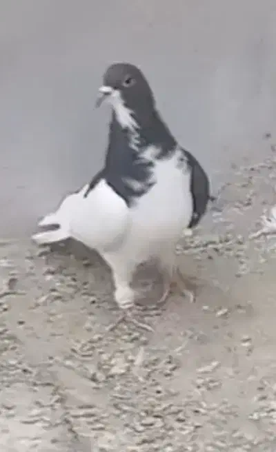 چپ سیاه شقه|پرنده|شیراز, وزیرآباد|دیوار