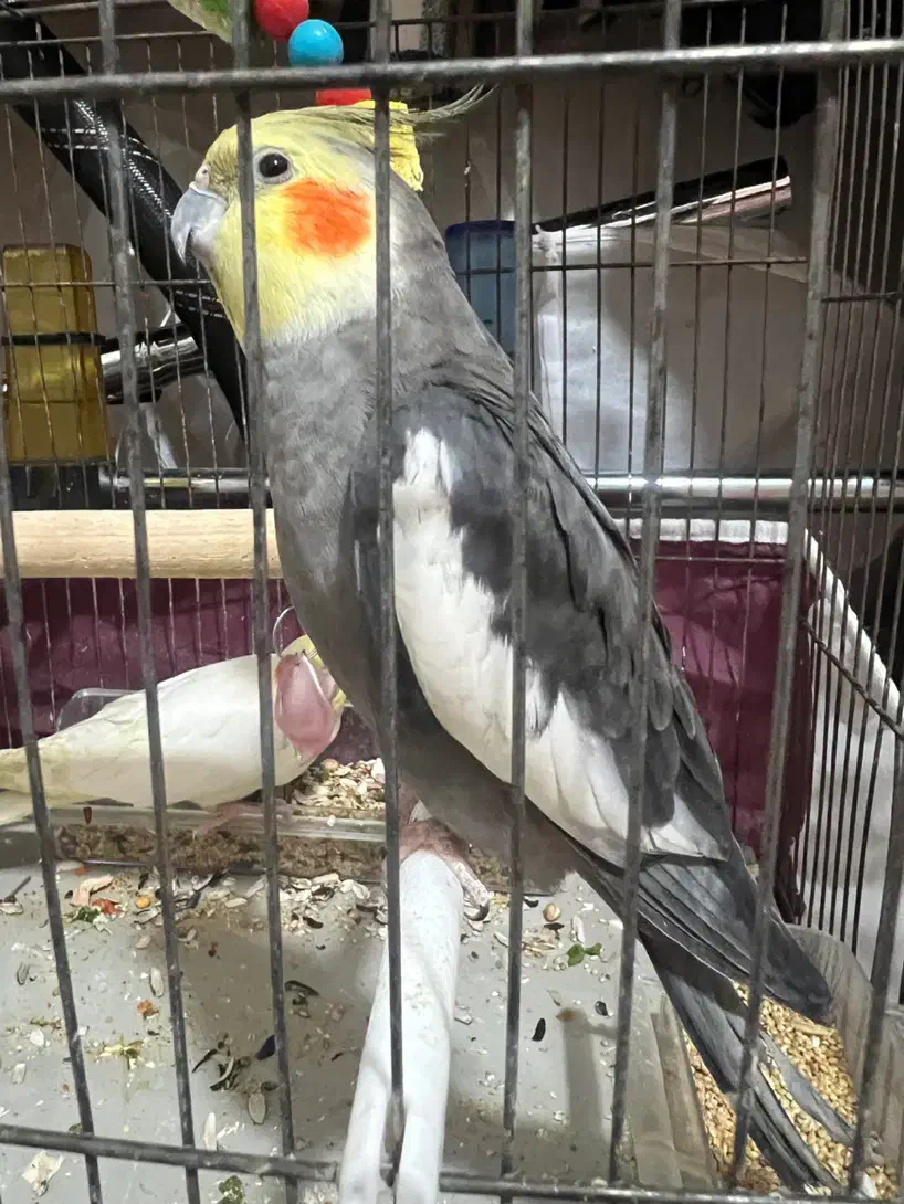 ۴تا عروس هلندی به همراه وسایل|پرنده|تبریز, |دیوار