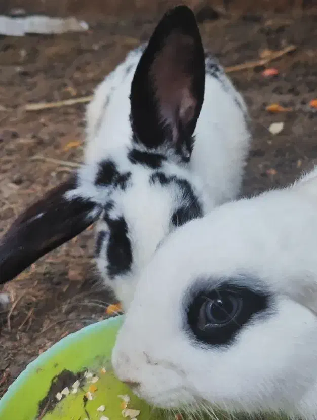 فروش ۴عددخرگوش لپ ومیکس|موش و خرگوش|کوچصفهان, |دیوار