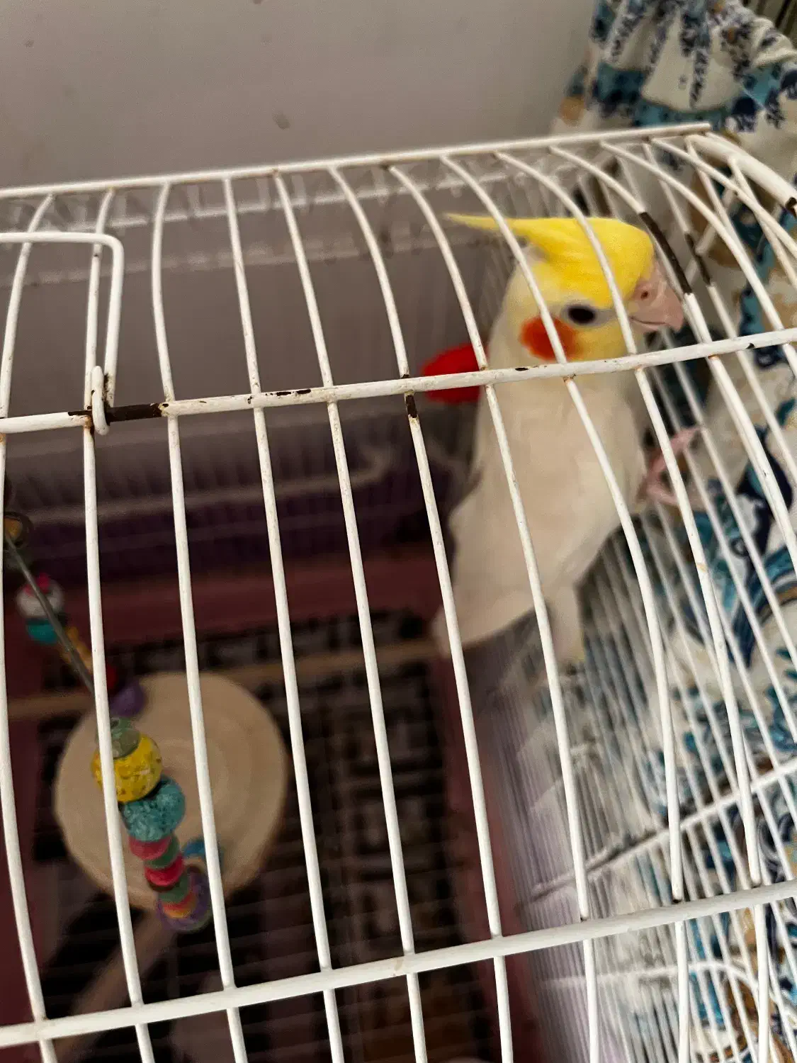 طوطی عروس|پرنده|رشت, حومه رشت|دیوار