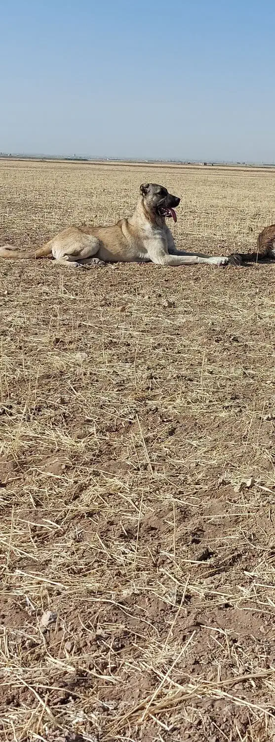 سگ سرابی گله‌ای|سگ|سردرود, |دیوار