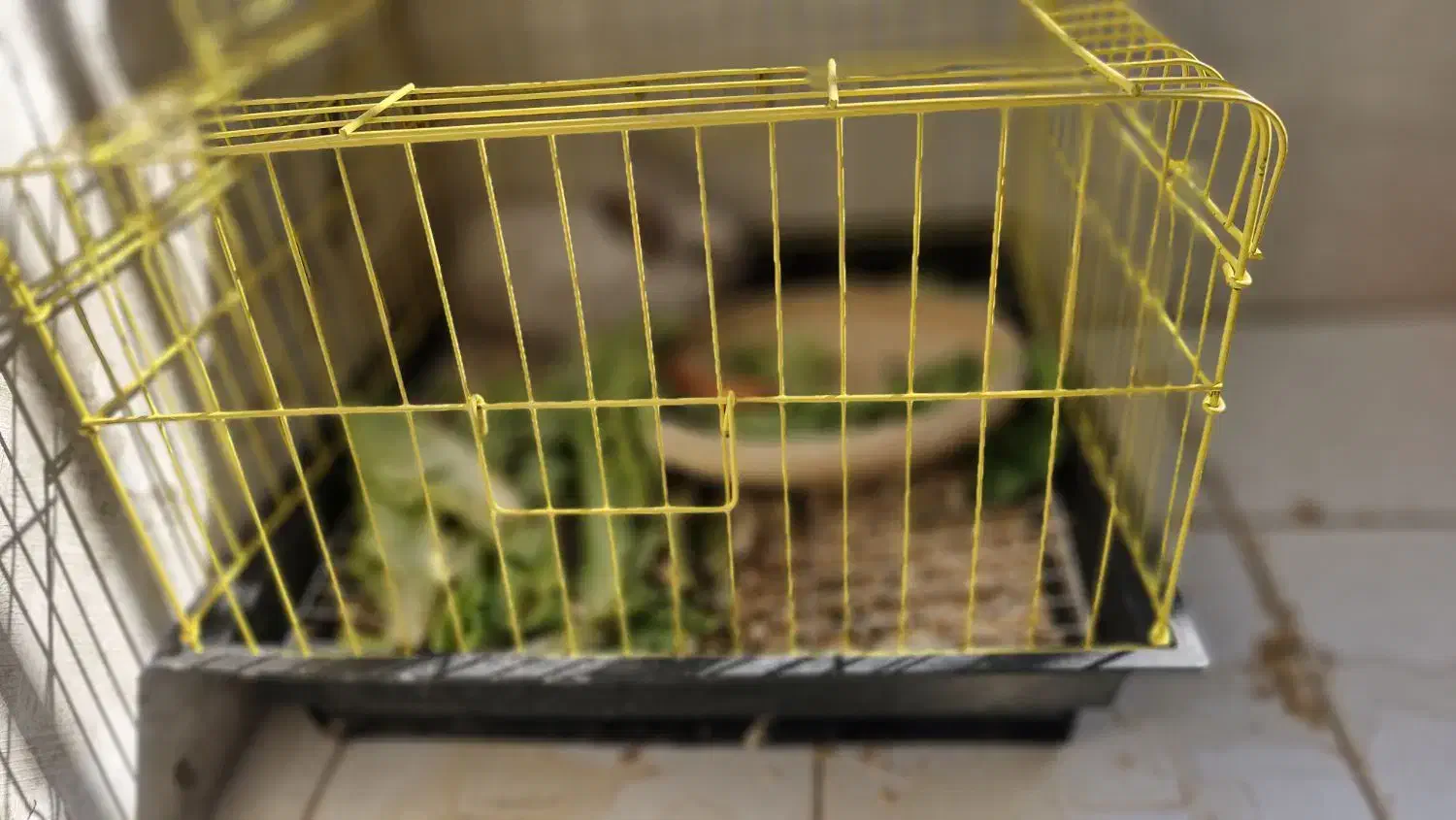 فروش خرگوش|موش و خرگوش|بندرعباس, |دیوار