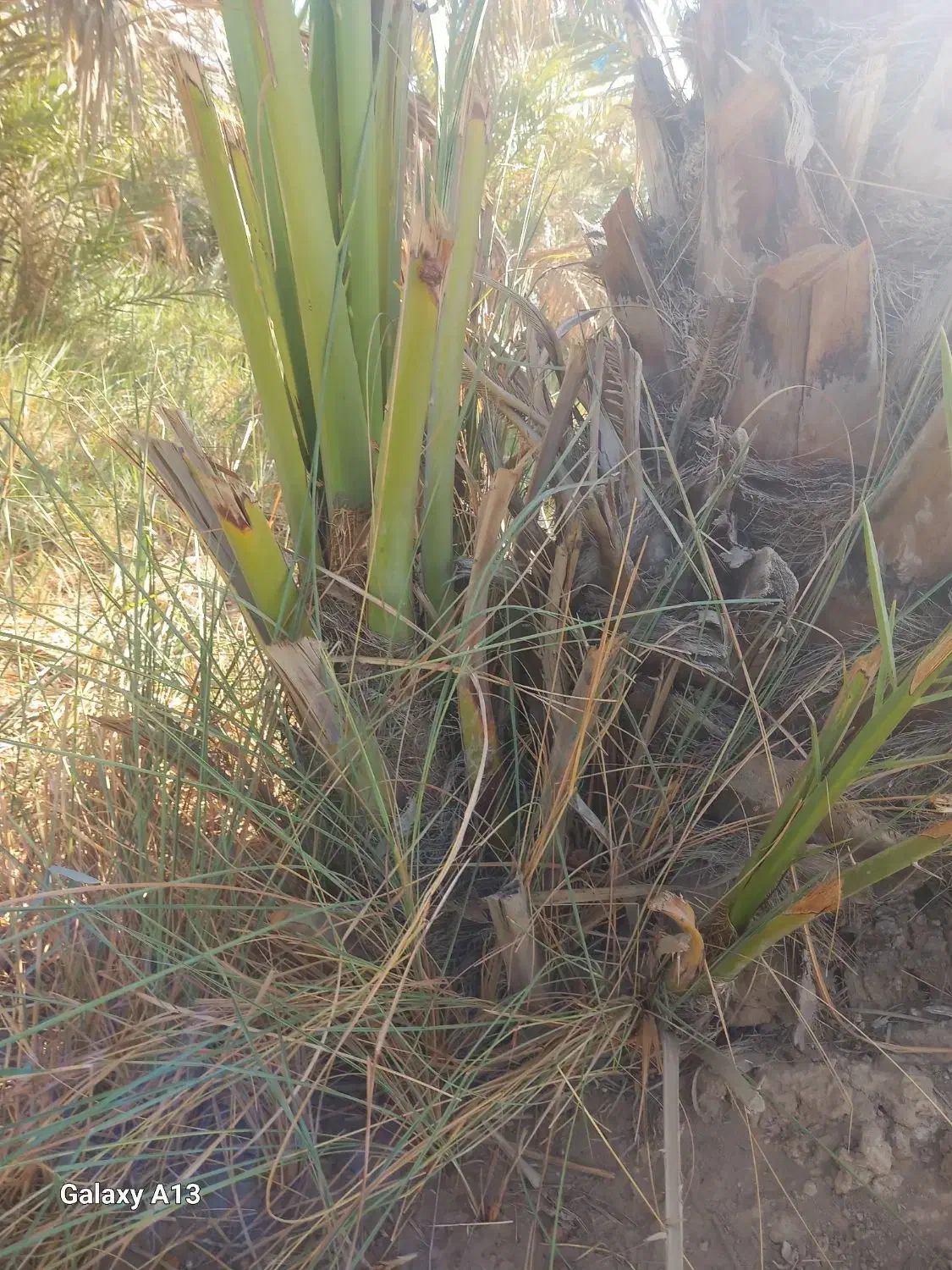 نهال برحی بزرگ ومتوسط|گل و گیاه طبیعی|آبادان, |دیوار