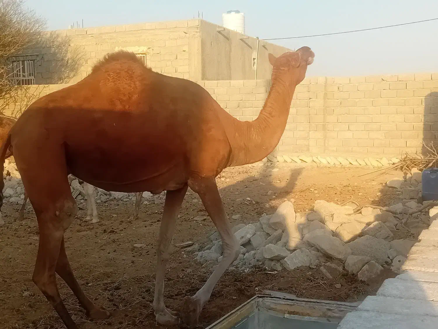 یک عدد شتر چاخ|حیوانات مزرعه|مهران (هرمزگان), |دیوار