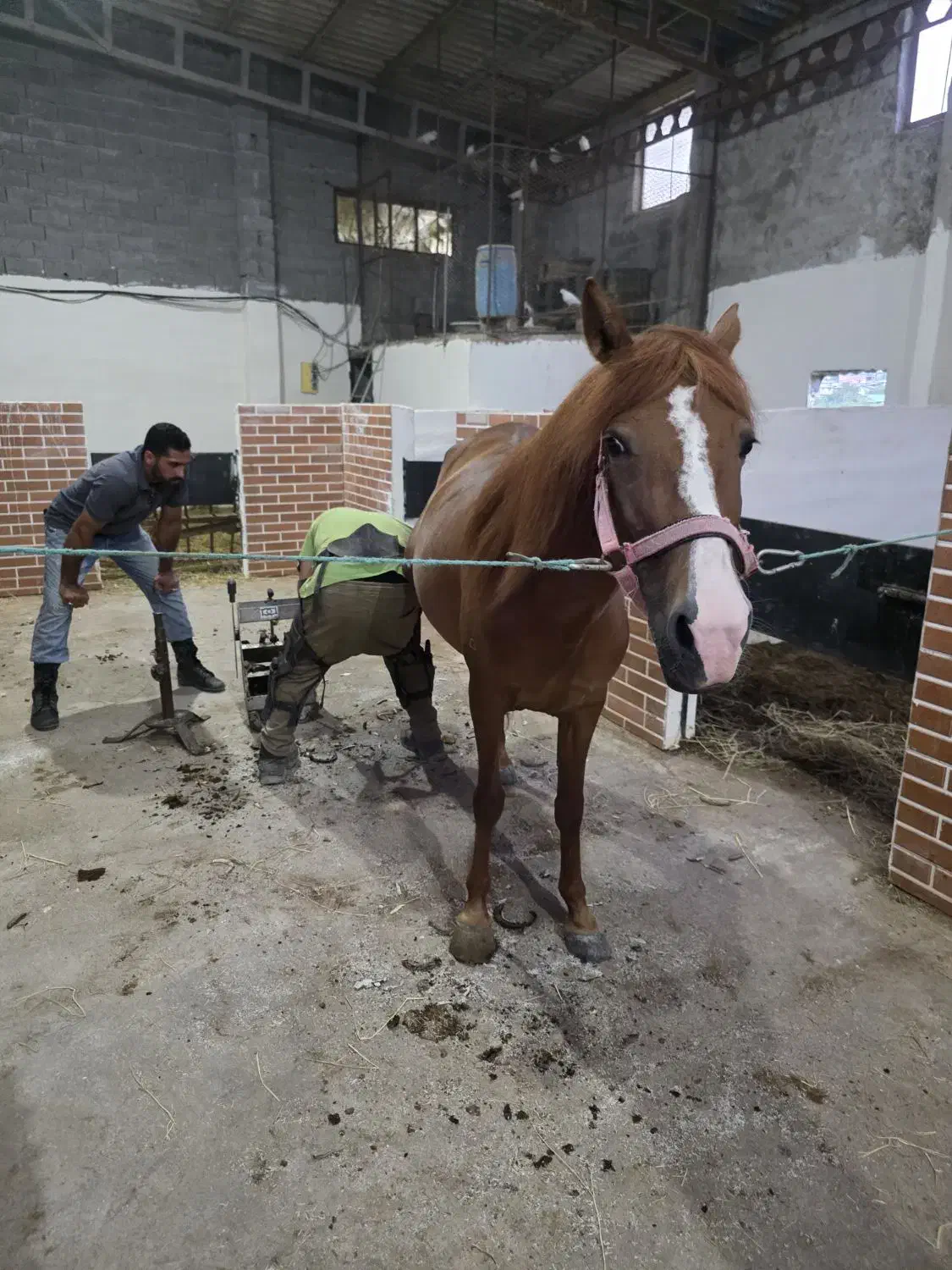 آموزش سوارکاری و مربیگری|اسب و تجهیزات اسب‌سواری|قائم‌شهر, |دیوار