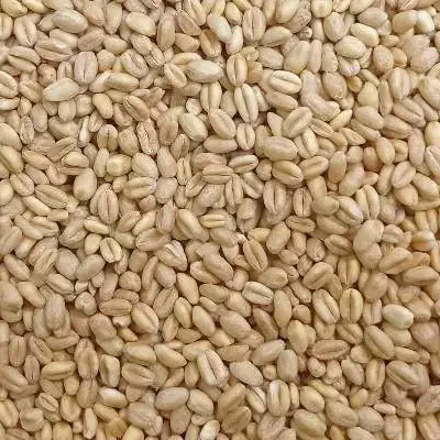 گندم|خوردنی و آشامیدنی|طاغنکوه, |دیوار