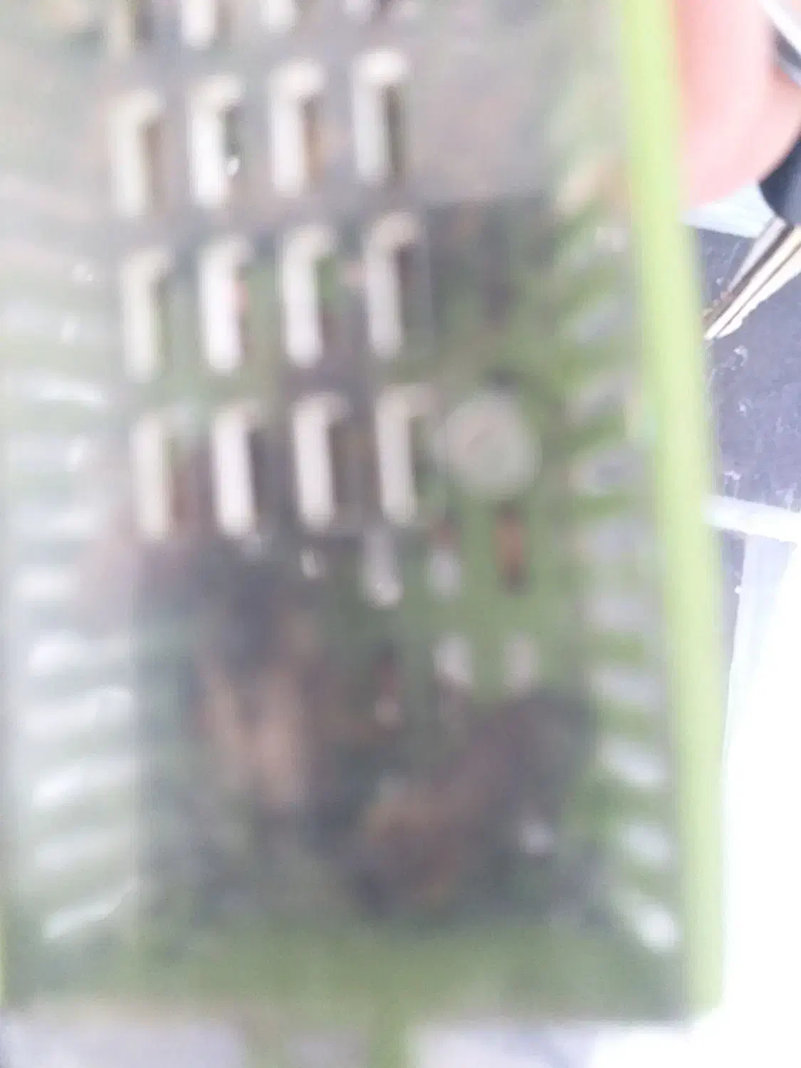 ملکه زنبور عسل|حیوانات مزرعه|آزادشهر, |دیوار