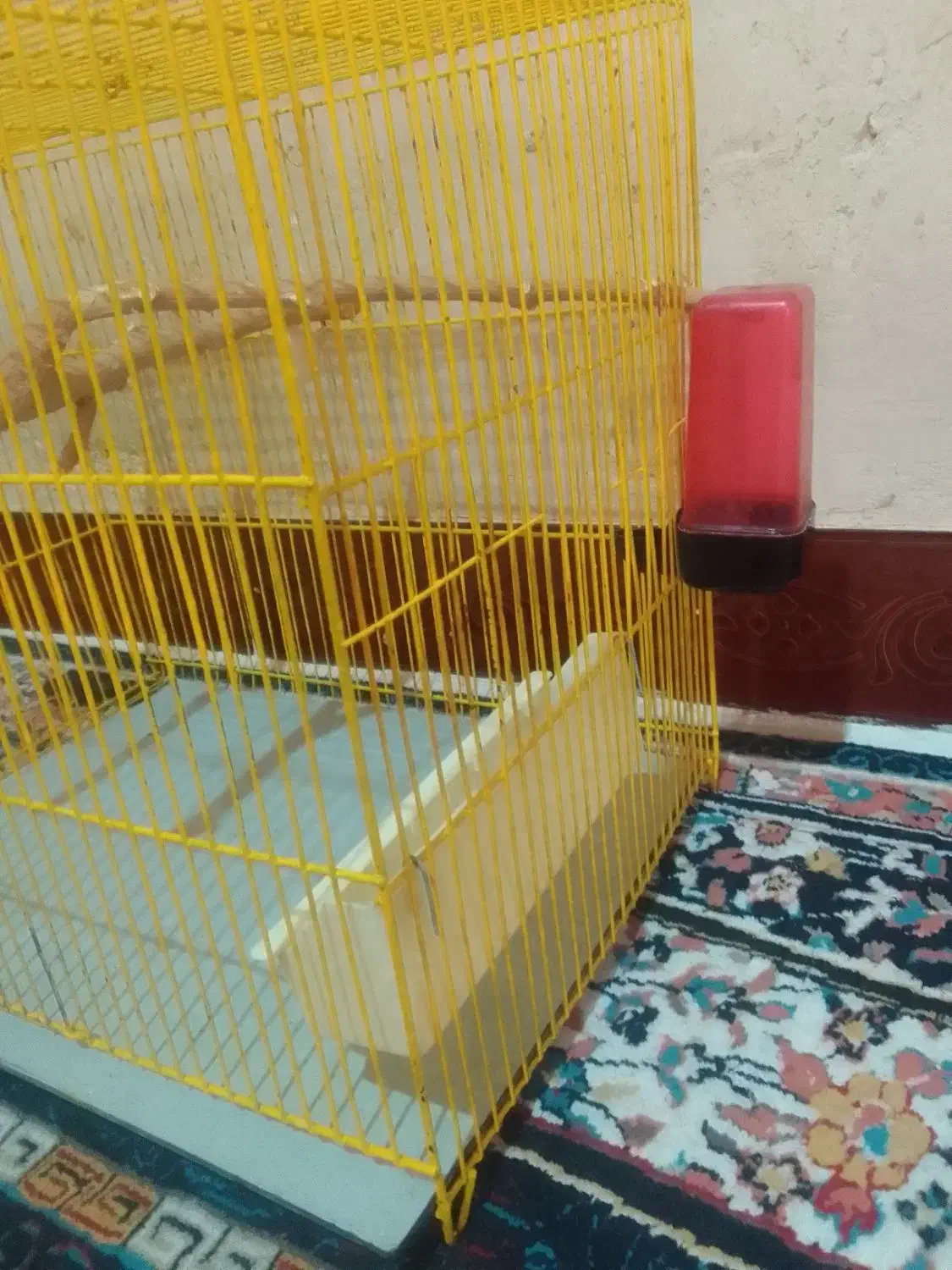 قفس پرنده|لوازم جانبی حیوانات|ایلام, |دیوار