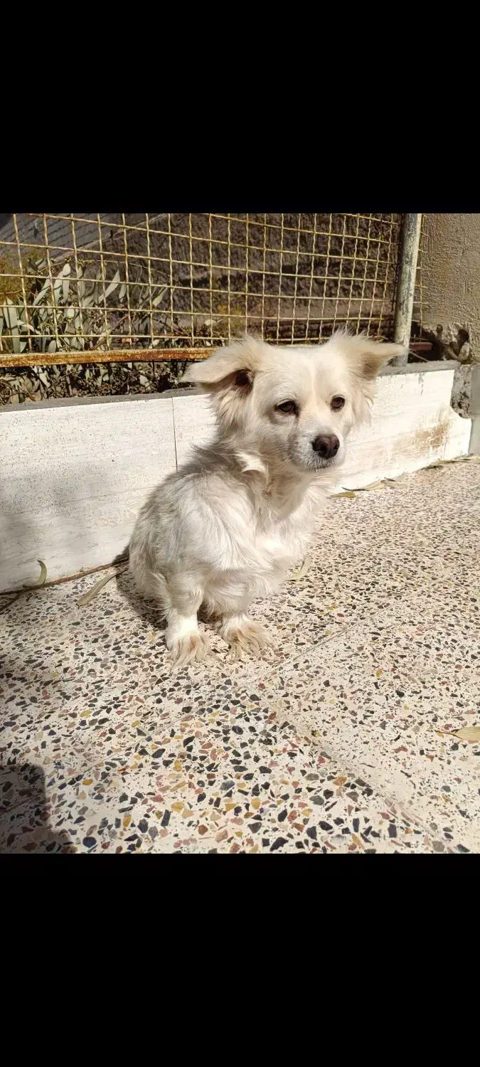 اشپیتز پامر .شیتزو سوپر فلت .آموزش دیده|سگ|کرمان, |دیوار