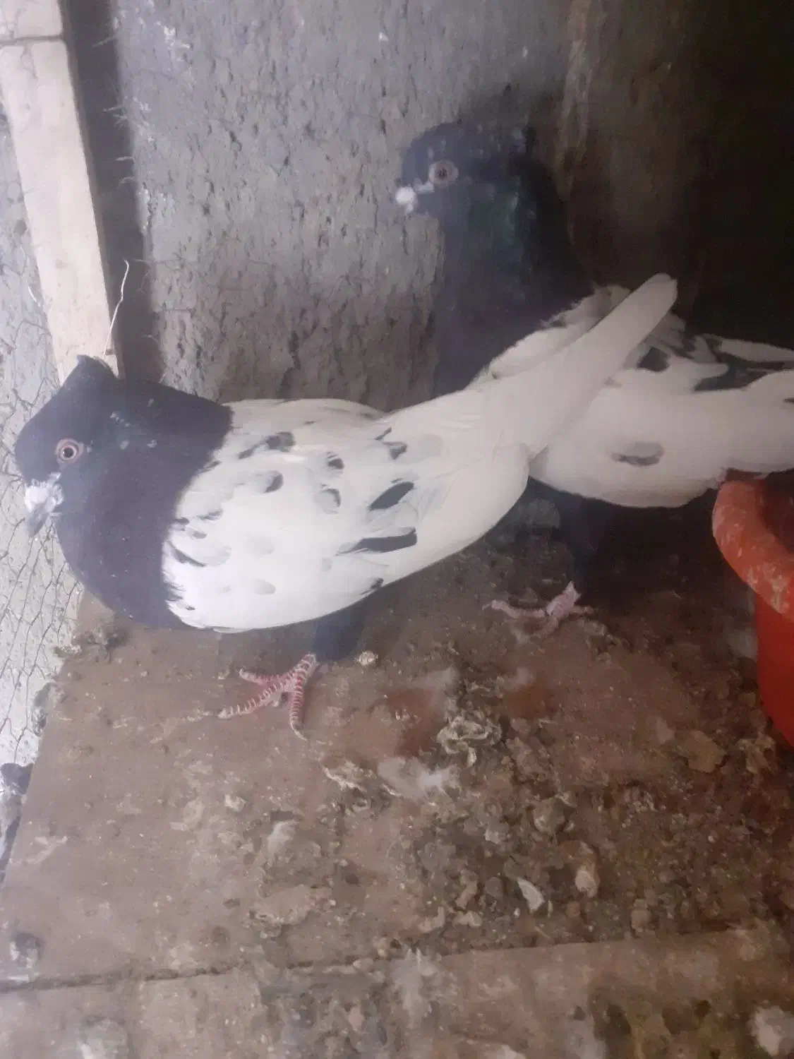 دم سیاه تهران|پرنده|قزوین, |دیوار