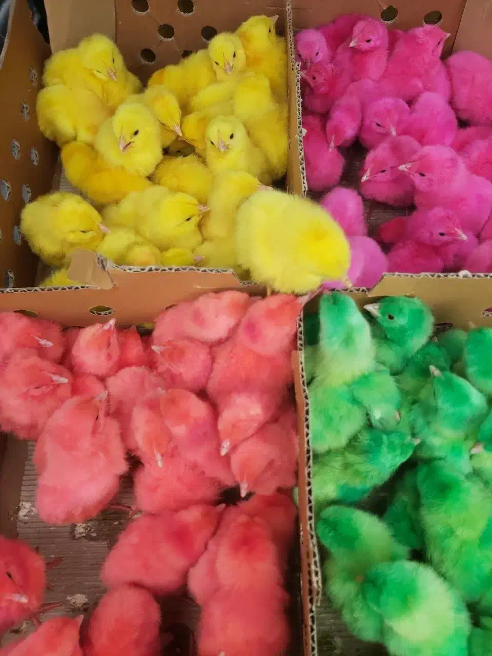 مجتمع کامل طیورتهران اردک جوجه محلی رنگی گوشتی|حیوانات مزرعه|اهواز, مهرشهر|دیوار