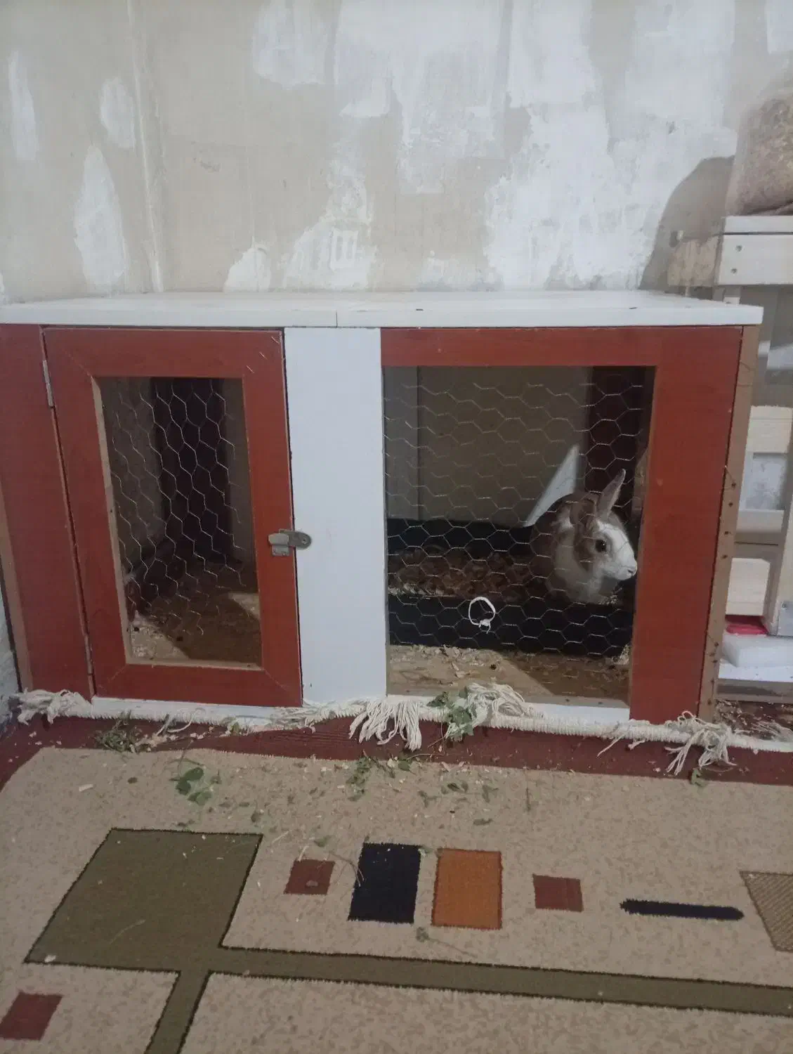 خرگوش باقفس|موش و خرگوش|الوند, |دیوار